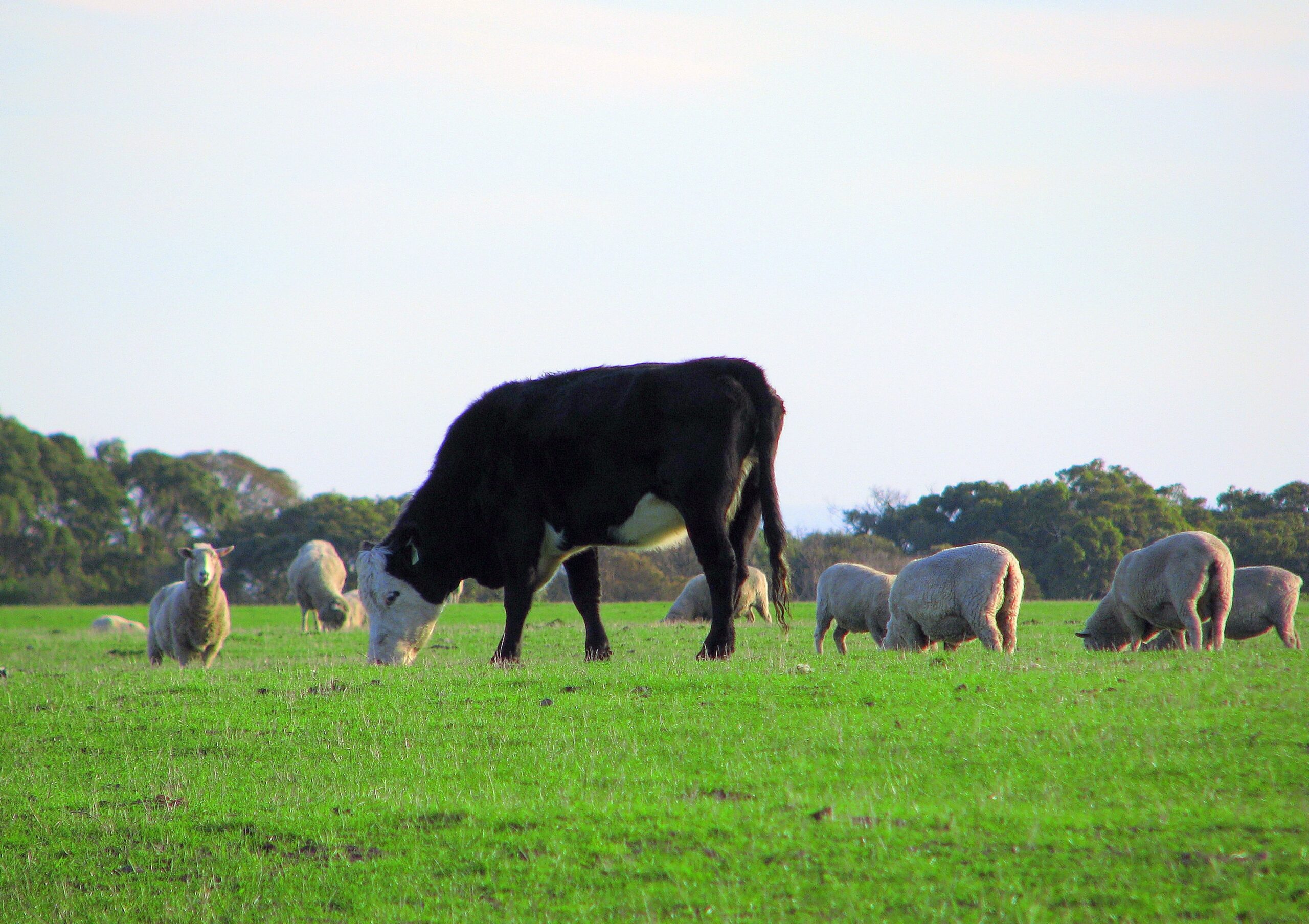 The role of sodium humate in feed culture and animal physiology