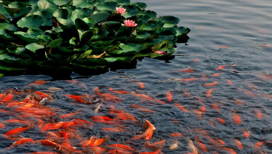 Use of sodium humate in aquaculture processes