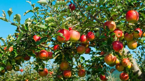 Potassium humate benefites to quality of agricultural products
